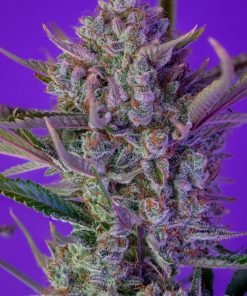 Gorilla Cookies Auto Fem Esrar Tohumu (Fast Buds)