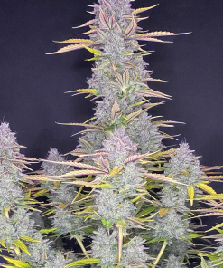 Gorilla Cookies Auto Fem Esrar Tohumu (Fast Buds)