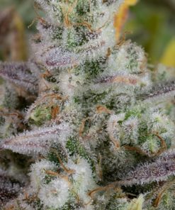 Gorilla Cookies Auto Fem Esrar Tohumu (Fast Buds)