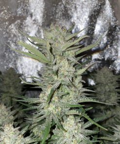 Gorilla Cookies Auto Fem Esrar Tohumu (Fast Buds)