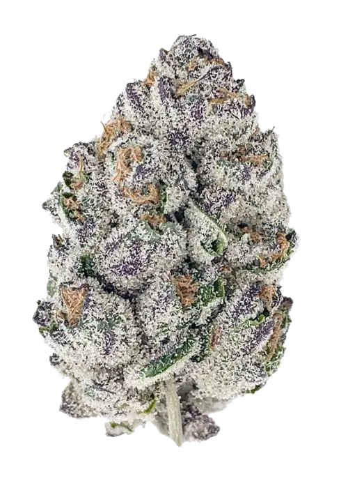 Gorilla Cookies Auto, sert aroması ve yüksek THC içeriğiyle bilinen Indica dominant bir türdür. Depresyon ve uykusuzluğa iyi gelir. Özelliklerini keşfedin.