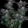Gorilla Cookies FF Feminized Esrar Tohumu (Fast Buds)