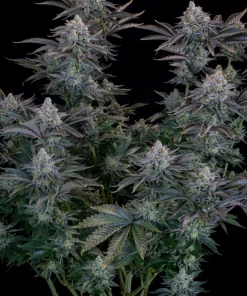 Gorilla Cookies FF Feminized Esrar Tohumu (Fast Buds)