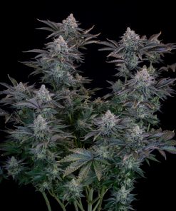 Gorilla Cookies FF Feminized Esrar Tohumu (Fast Buds)