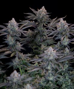 Gorilla Cookies FF Feminized Esrar Tohumu (Fast Buds)