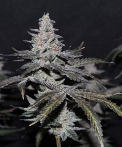 Gorilla Cookies FF Feminized Esrar Tohumu (Fast Buds)