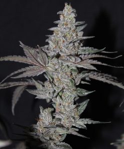 Gorilla Cookies FF Feminized Esrar Tohumu (Fast Buds)