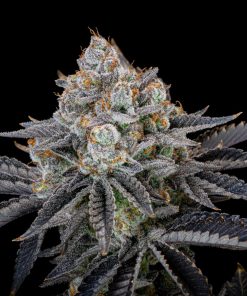 Gorilla Cookies FF Feminized Esrar Tohumu (Fast Buds)