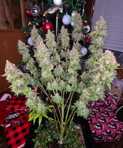 Gorilla Cookies FF Feminized Esrar Tohumu (Fast Buds)