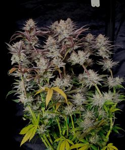Gorilla Cookies FF Feminized Esrar Tohumu (Fast Buds)