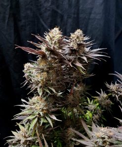 Gorilla Cookies FF Feminized Esrar Tohumu (Fast Buds)