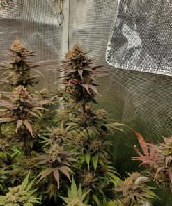 Gorilla Cookies FF Feminized Esrar Tohumu (Fast Buds)