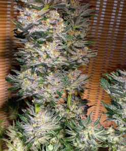 Gorilla Cookies FF Feminized Esrar Tohumu (Fast Buds)