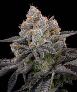 Gorilla Cookies FF Feminized Esrar Tohumu (Fast Buds)