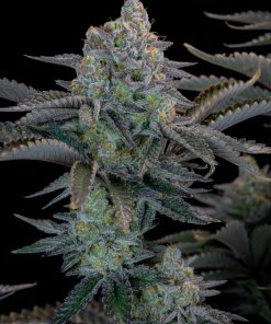 Gorilla Cookies FF Feminized Esrar Tohumu (Fast Buds)