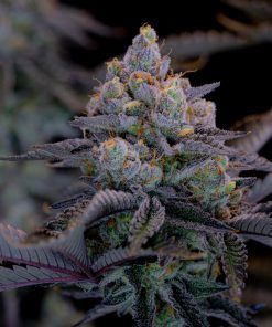 Gorilla Cookies FF Feminized Esrar Tohumu (Fast Buds)