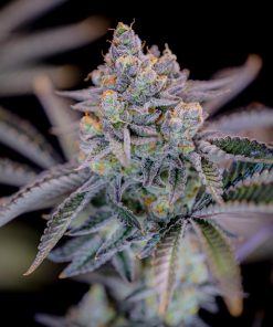 Gorilla Cookies FF Feminized Esrar Tohumu (Fast Buds)