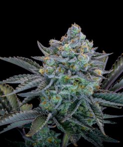 Gorilla Cookies FF Feminized Esrar Tohumu (Fast Buds)