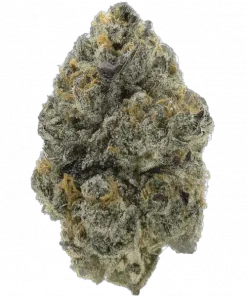 Gorilla Dosha V2, yakıtımsı aroması ve güçlü rahatlatıcı etkisiyle bilinen Indica dominant bir türdür. Kronik stres ve uykusuzluğa iyi gelir. Keşfedin.