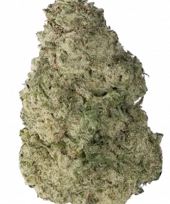 Gorilla Girl F1 Fast Version, tatlı meyve aroması ve yüksek reçine üretimiyle bilinen bir türdür. Hızlı hasat için ideal. Bu hibrit türü keşfedin.