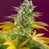 Gorilla Girl F1 Fast Version Feminized Esrar Tohumu (Sweet Seeds)