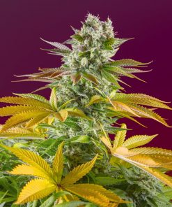 Gorilla Girl F1 Fast Version Feminized Esrar Tohumu (Sweet Seeds)