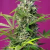 Gorilla Girl Feminized Esrar Tohumu (Sweet Seeds)