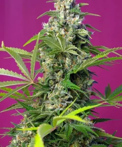 Gorilla Girl Feminized Esrar Tohumu (Sweet Seeds)