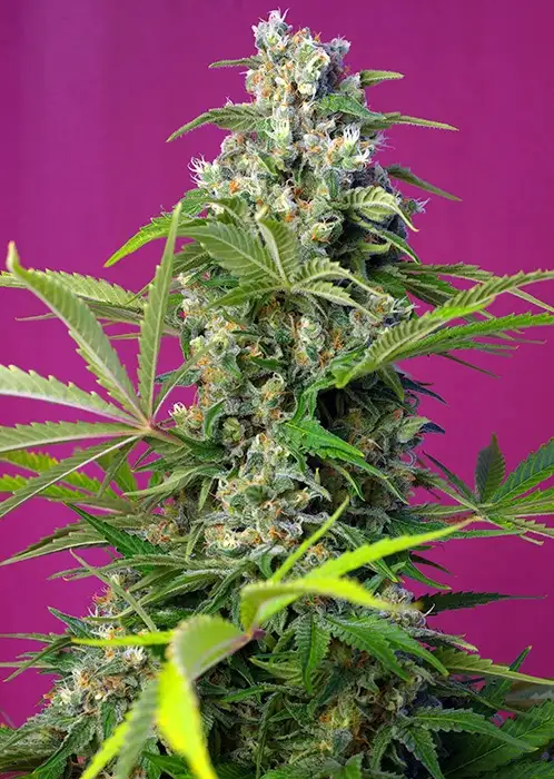 Gorilla Girl Feminized Esrar Tohumu (Sweet Seeds)