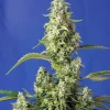 Gorilla Girl XL Auto Fem Esrar Tohumu (Sweet Seeds)