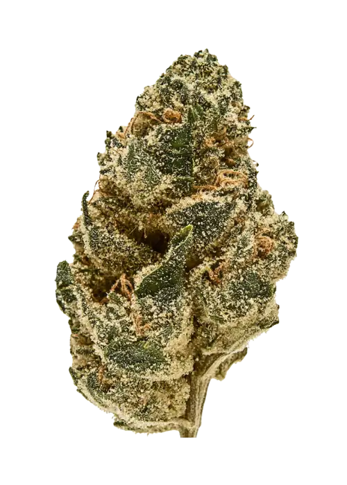 Gorilla Girl, narenciye ve dizel aromalarıyla öne çıkan Sativa baskın bir türdür. Yüksek THC içeriğiyle benzersiz etkilerini keşfedin ve detaylıca görüntüleyin.