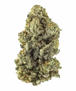 Gorilla Guava, tropikal meyve aromaları ve THC içeriğiyle öne çıkan dengeli bir hibrit türdür. Çok yönlü etkilerini keşfedin ve deneyiminizi zenginleştirin.