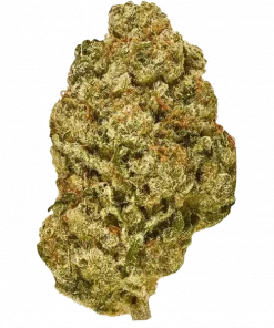 Gorilla Haze, yakıtımsı aroması ve yüksek THC içeriğiyle bilinen sativa baskın bir türdür. Amnesia Haze genetiğiyle enerji veren bu türü keşfedin.