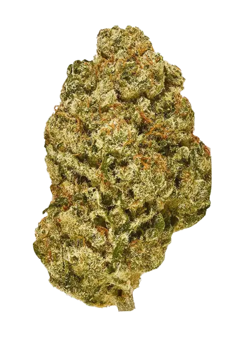 Gorilla Haze, yakıtımsı aroması ve yüksek THC içeriğiyle bilinen sativa baskın bir türdür. Amnesia Haze genetiğiyle enerji veren bu türü keşfedin.