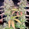 Gorilla Melon™ Feminized Esrar Tohumu (Fast Buds)