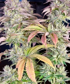 Gorilla Melon™ Feminized Esrar Tohumu (Fast Buds)