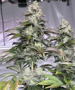 Gorilla Melon™ Feminized Esrar Tohumu (Fast Buds)