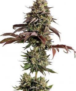 Gorilla Melon™ Feminized Esrar Tohumu (Fast Buds)