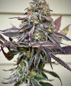 Gorilla Melon™ Feminized Esrar Tohumu (Fast Buds)