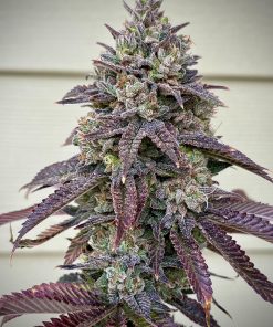 Gorilla Melon™ Feminized Esrar Tohumu (Fast Buds)