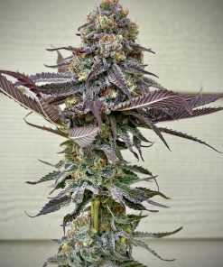 Gorilla Melon™ Feminized Esrar Tohumu (Fast Buds)