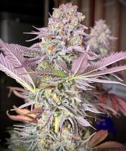 Gorilla Melon™ Feminized Esrar Tohumu (Fast Buds)