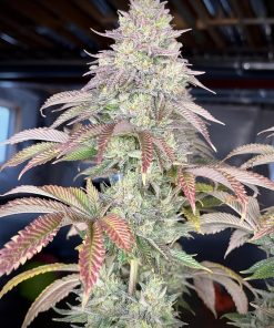 Gorilla Melon™ Feminized Esrar Tohumu (Fast Buds)