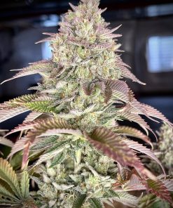 Gorilla Melon™ Feminized Esrar Tohumu (Fast Buds)