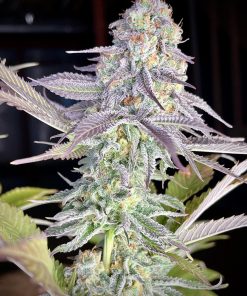 Gorilla Melon™ Feminized Esrar Tohumu (Fast Buds)