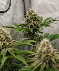 Gorilla Melon™ Feminized Esrar Tohumu (Fast Buds)