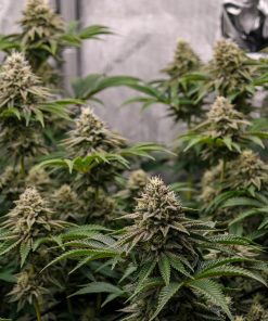 Gorilla Melon™ Feminized Esrar Tohumu (Fast Buds)