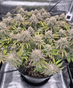 Gorilla Melon™ Feminized Esrar Tohumu (Fast Buds)