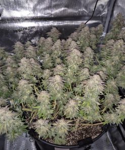 Gorilla Melon™ Feminized Esrar Tohumu (Fast Buds)