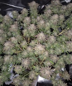 Gorilla Melon™ Feminized Esrar Tohumu (Fast Buds)